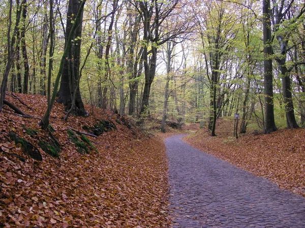 Chemin Travers Forêt Automne — Photo