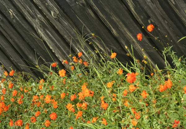 Květiny Dřevěné Zdi — Stock fotografie