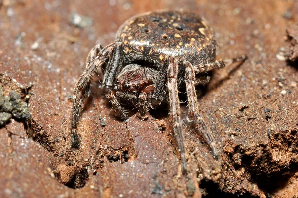 Araña Cruzada Insecto Araña Espeluznante — Foto de Stock