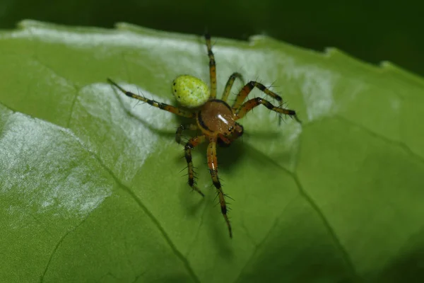 Nternette Kabak Örümceği — Stok fotoğraf
