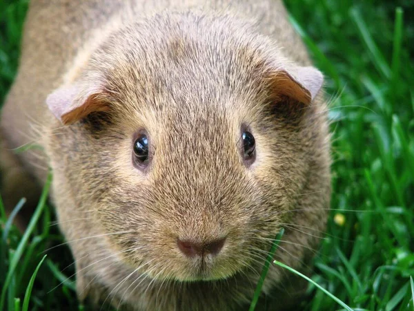 Söt Hamster Gräset — Stockfoto