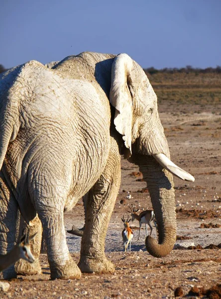 Namibia Ein Land Südwesten Afrikas — Stockfoto