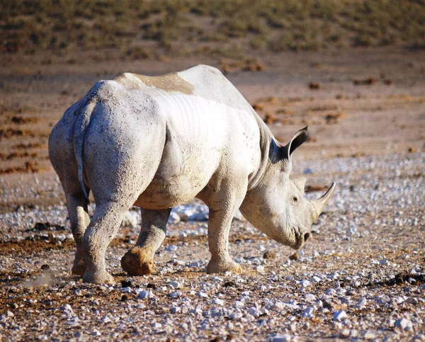 Duży Nosorożec Parku Narodowym Etosha Namibia — Zdjęcie stockowe
