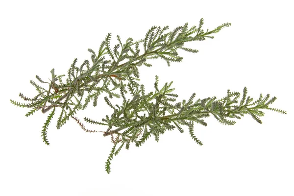 Szary Heiligenkraut Santolina Chamaecyparissus Wystawiony Działanie Białego Tła — Zdjęcie stockowe