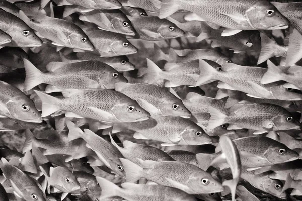 Schoolmaster Snapper Swarm Cayo Largo Cuba — Stock Photo, Image