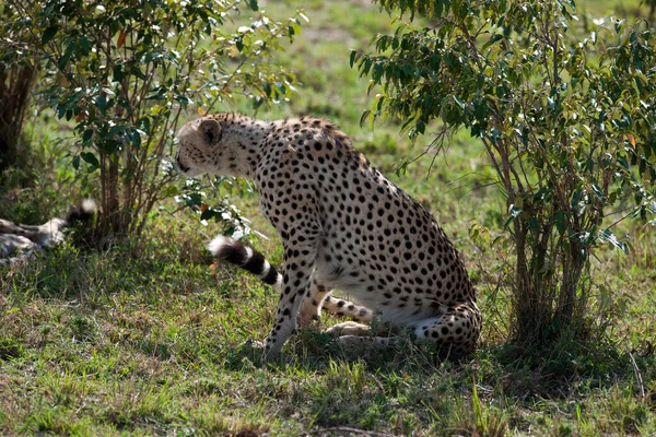 Красивый Гепард Большой Кот Дикое Животное Саванна — стоковое фото