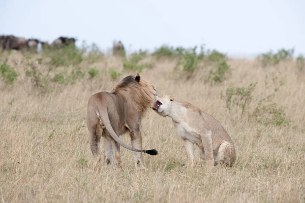 Λιοντάρι Βασιλιάς Στη Σαβάνα Της Αφρικής — Φωτογραφία Αρχείου