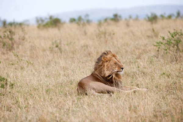 Oroszlán Király Afrika Szavannájában — Stock Fotó