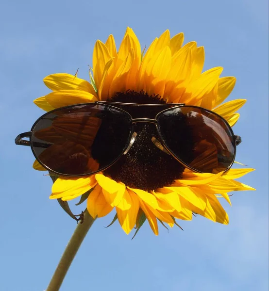 Жовті Пелюстки Соняшнику Флора — стокове фото