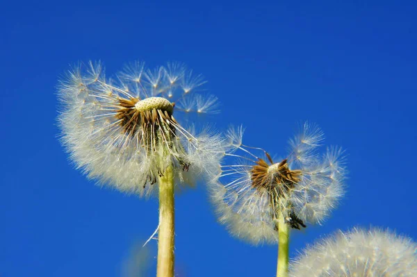 Pusteblumen Przed Błękitnym Niebem Makro — Zdjęcie stockowe