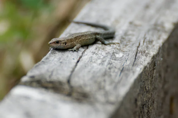 Erdőgyík Zootoca Vivipara Lacerta Vivipara Bergeidechse Mooreidechse — Stock Fotó