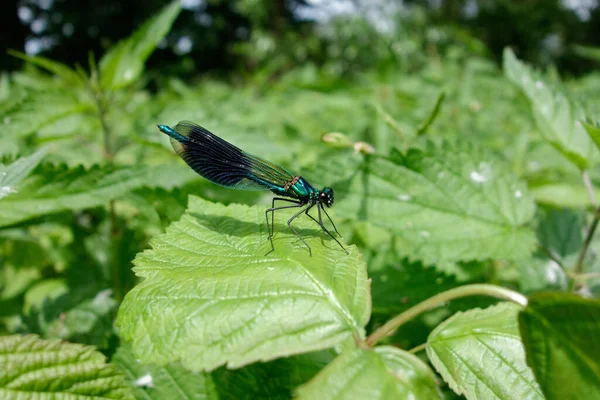 Odonata Стрекоза Насекомое Флора Фауна — стоковое фото