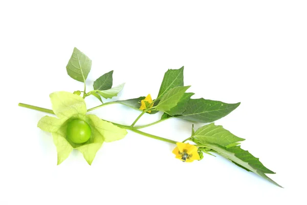 Tomatillo Physalis Philadelphica Vrijgesteld Van Witte Achtergrond — Stockfoto