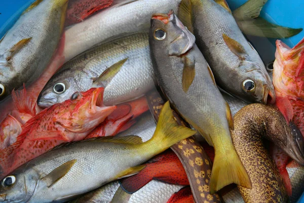 Alimento Mar Mercado Peixes — Fotografia de Stock