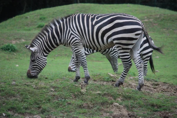 Schwarz Weißes Zebratier — Stockfoto