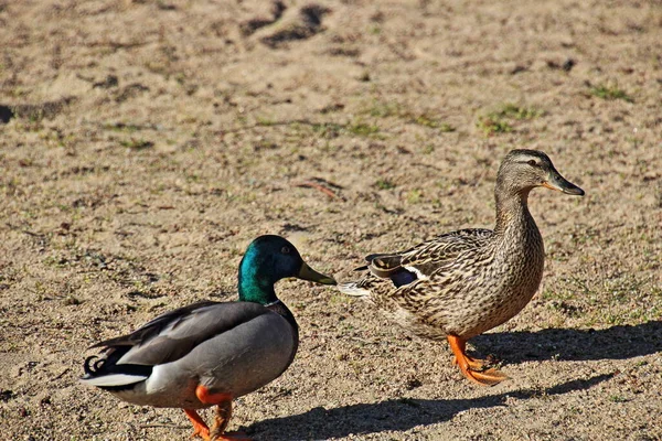 Teichwasser Und Entenvögel Tierwelt Natur Und Fauna — Stockfoto