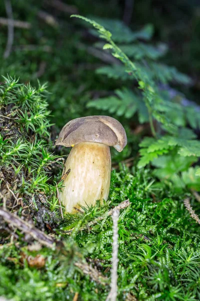 Cogumelo Porcini Chão Floresta — Fotografia de Stock