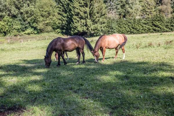 Chevaux Race Pure Étalon Pâturage — Photo