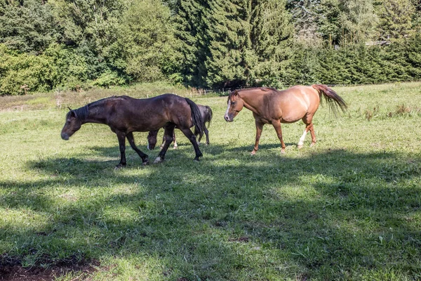 Chevaux Race Pure Étalon Pâturage — Photo