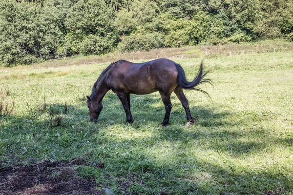 Čistokrevná Koňská Zvířata Hřebec Pastvinách — Stock fotografie