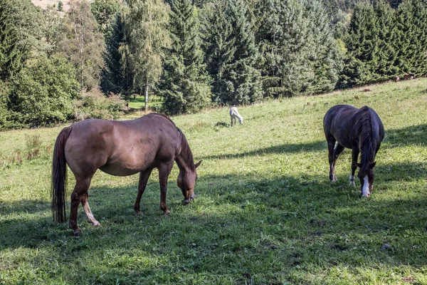 Chevaux Race Pure Étalon Pâturage — Photo