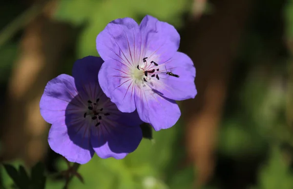 Güzel Bir Çiçeğe Yaklaş — Stok fotoğraf