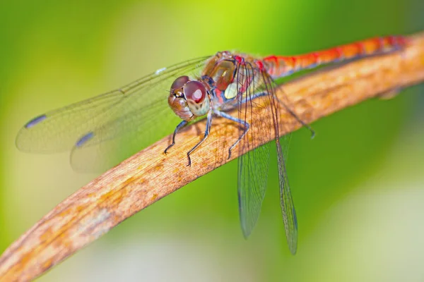 Odonata Szitakötő Rovar Növény Állatvilág — Stock Fotó