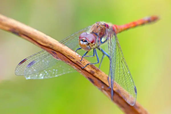 Odonata Insecta Libelulă Flora Fauna — Fotografie, imagine de stoc