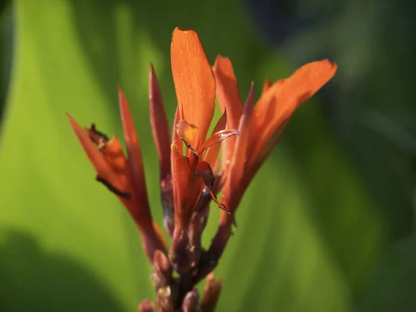 Mooie Oranje Bloem Tuin — Stockfoto