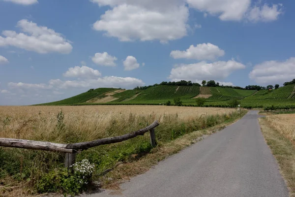 Αμπελουργία Κοντά Στο Falkenstein Schweinfurt — Φωτογραφία Αρχείου