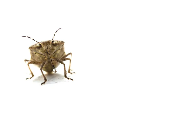 白桌子上的昆虫 — 图库照片