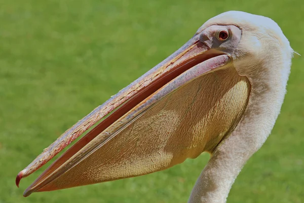 Malowniczy Widok Piękny Pelikan Przyrodzie — Zdjęcie stockowe