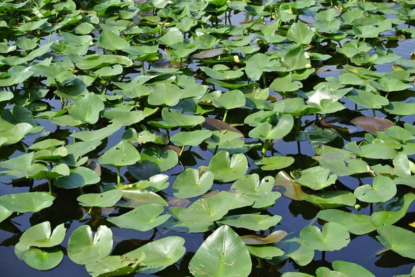 Florida Zuidoostelijke Amerikaanse Staat Met Aan Ene Kant Atlantische Oceaan — Stockfoto