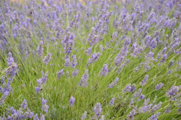 Flores Lavanda Roxas Pétalas Violetas — Fotografia de Stock