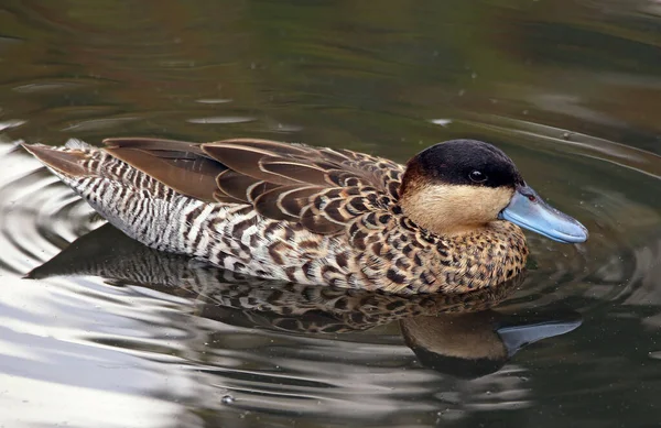 Mallard Duck Swimming Pond — Stock Photo, Image