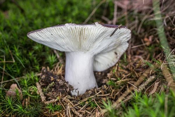 Champignon Dans Forêt Conifères — Photo