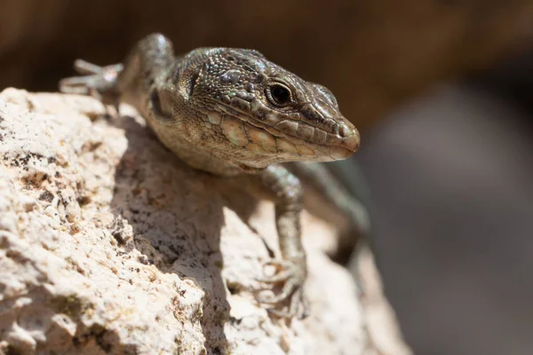 Zblízka Ještěrka Biotopu Koncept Divokosti — Stock fotografie