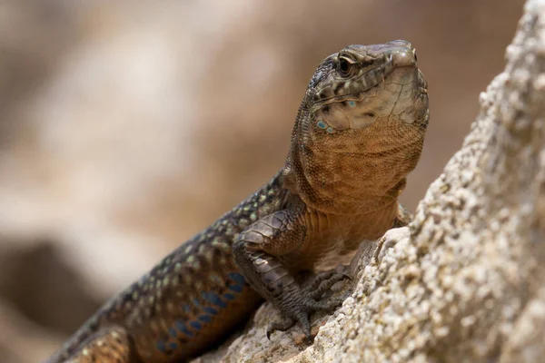 Perto Lagarto Habitat Conceito Selvageria — Fotografia de Stock