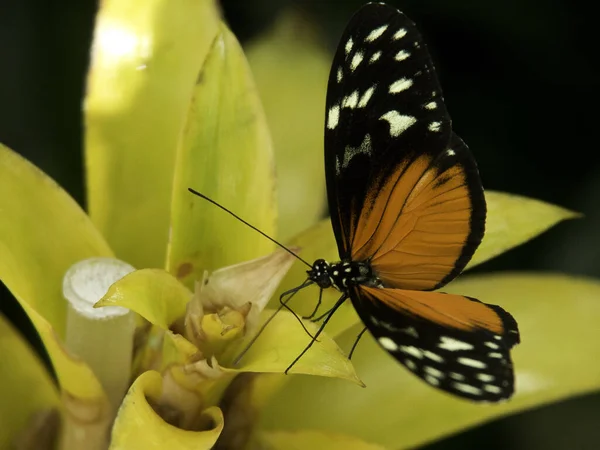 Mariposa Flor —  Fotos de Stock