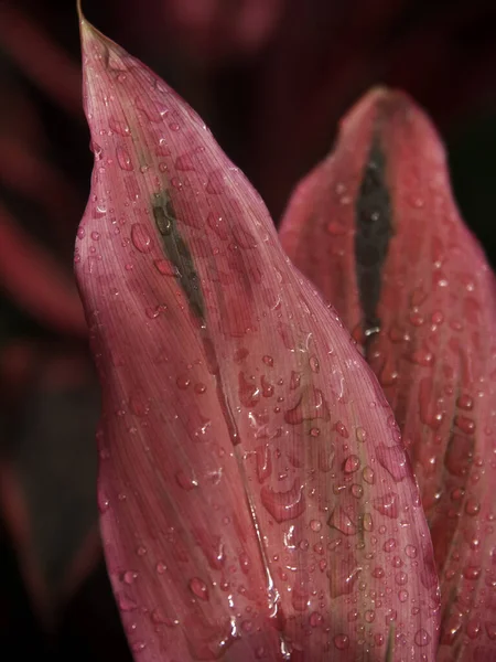 Růžová Lilie Květ Černém Pozadí — Stock fotografie