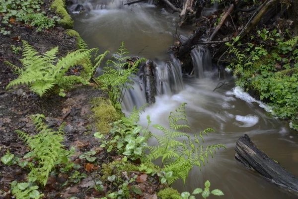 バッハ 流れる 流れる 木の幹 新鮮な 飲料水 きれいな 泡立ち 春の水 — ストック写真