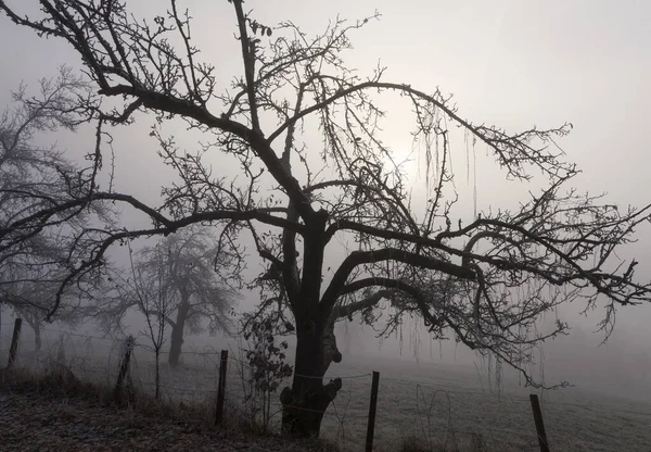 Prato Frutta Sparso Nella Nebbia — Foto Stock