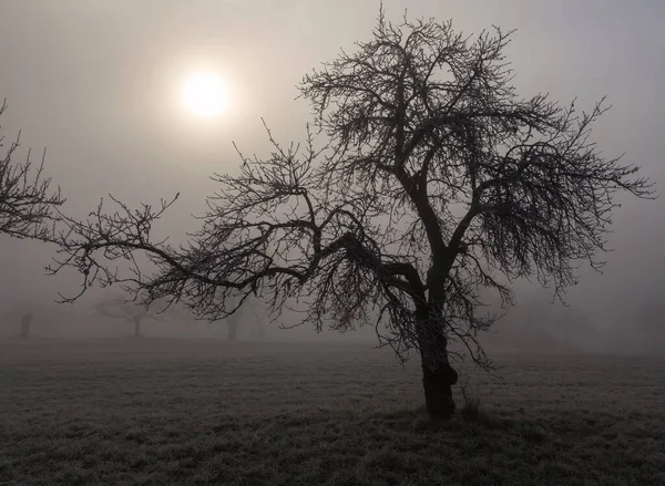 Prato Frutta Sparso Nella Nebbia — Foto Stock