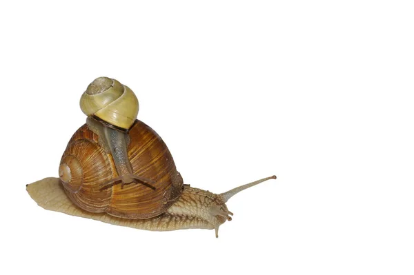 Écrou Escargot Avec Enfant — Photo