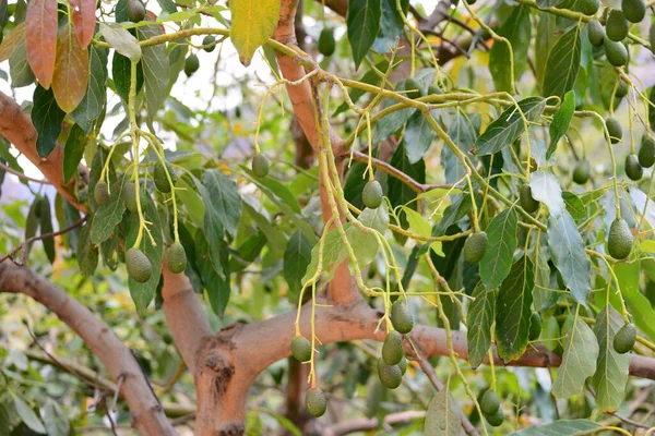 Aguacate Persea Americana — Foto de Stock