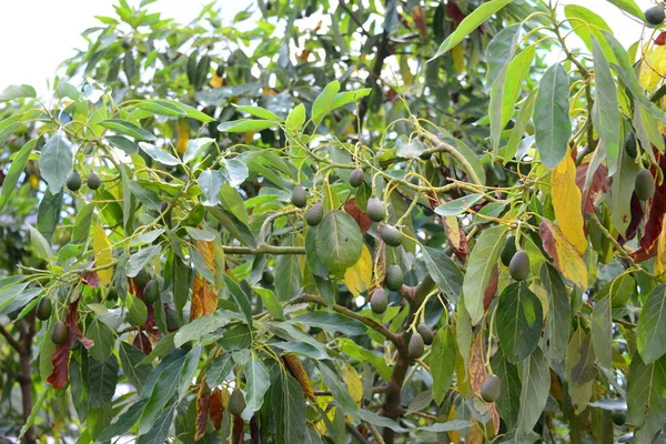 Avocado Persea Americana — Foto Stock