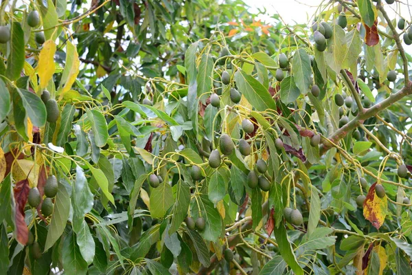 Avocado Tree Persea Americana — Stock Photo, Image