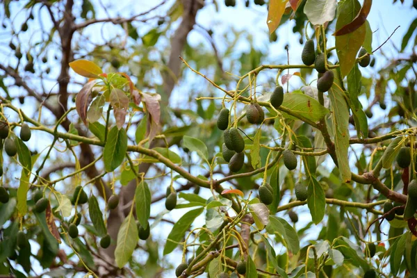Avokado Ağacı Persea Americana — Stok fotoğraf