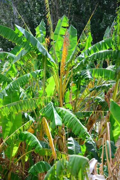 Τροπικές Μπανάνες Δέντρο Χλωρίδα Στη Φύση — Φωτογραφία Αρχείου