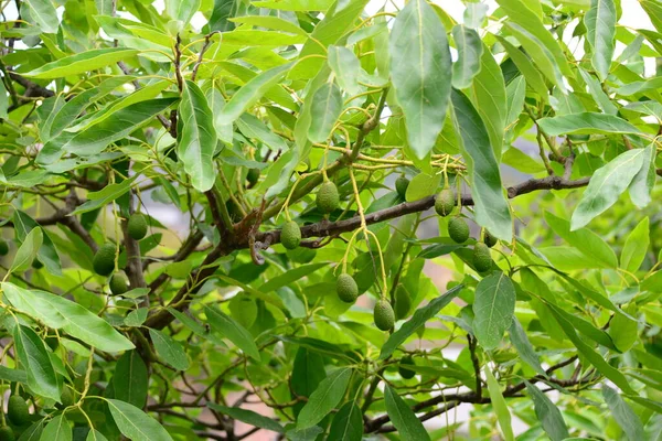 Abacate Persea Americana — Fotografia de Stock